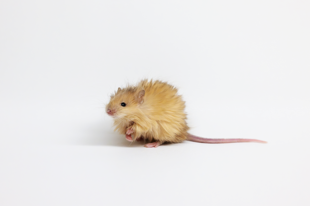 A genetically-engineered woolly mouse