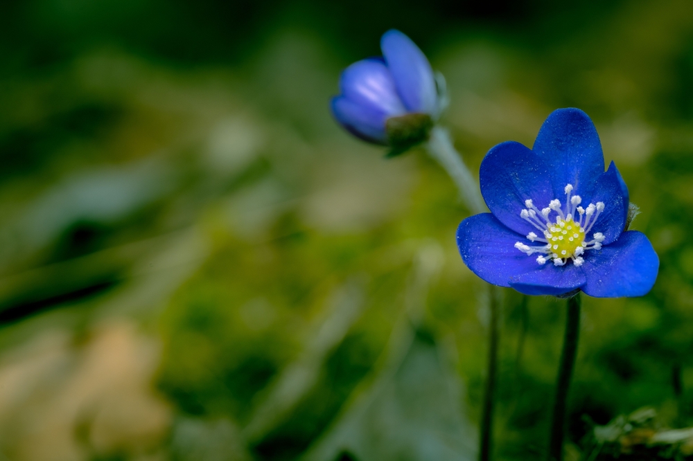 Close-up of a blue hepatica flower