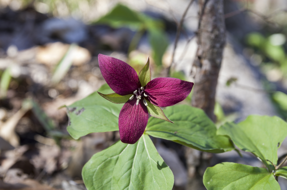 Close-up of a red trillium