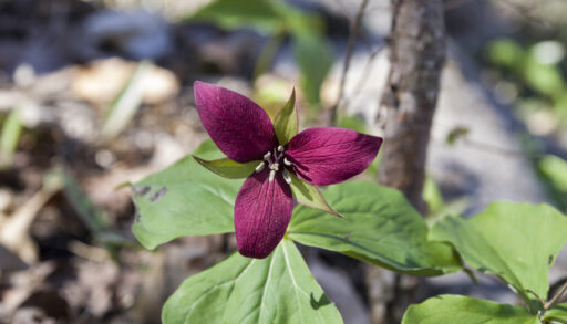 A red trillium blooming in Canada