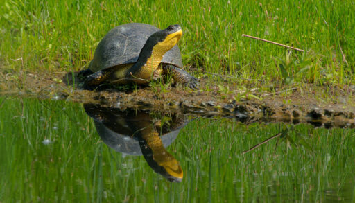 A Blanding's turtle basking in the sun
