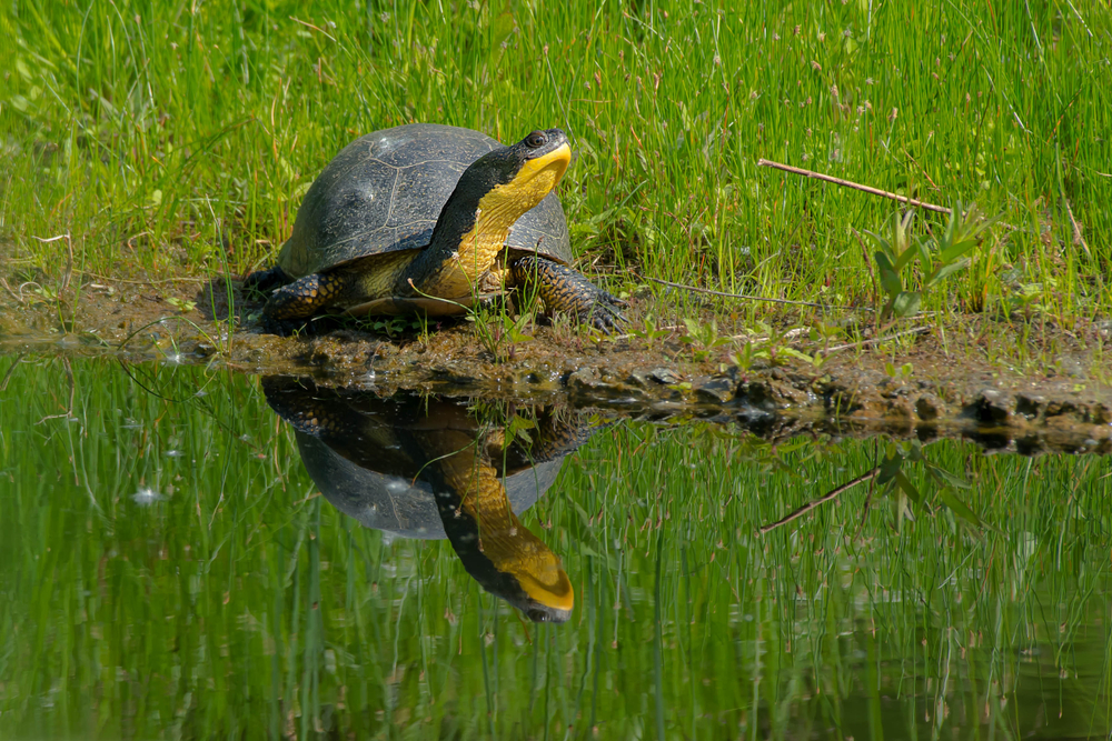 A Blanding's turtle basking in the sun