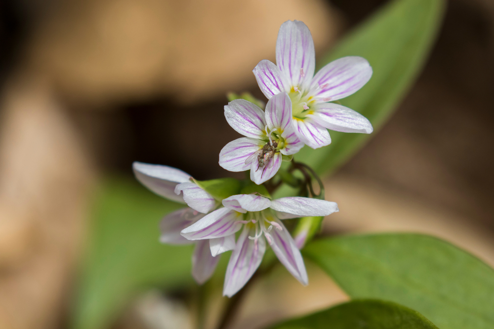Close-up of spring beauty in bloom