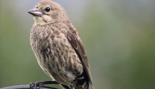 A female brown-headed cowbird against a green background