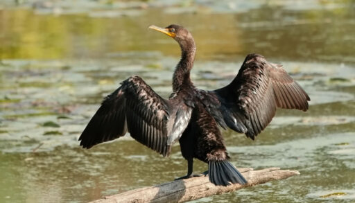 A cormorant drying off its wings.