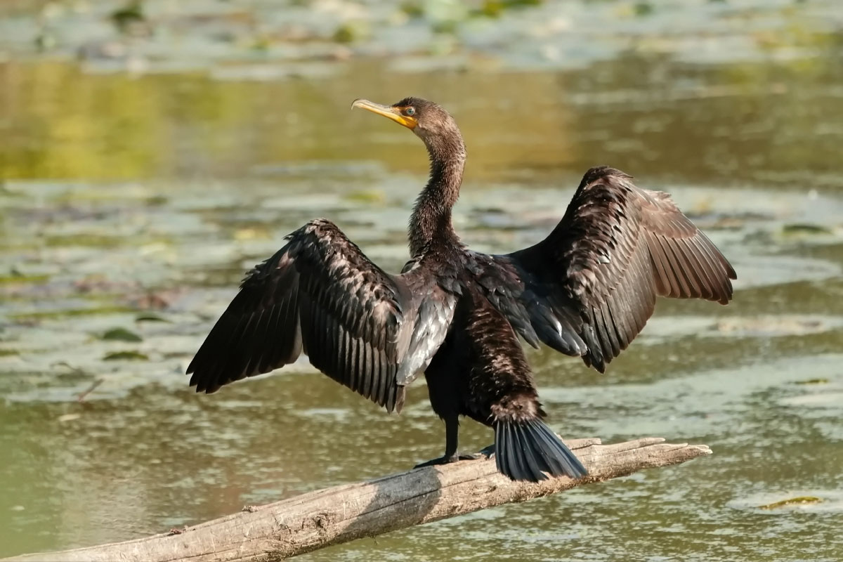 A cormorant drying off its wings.