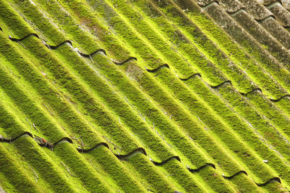 Roof covered with lichen and algae