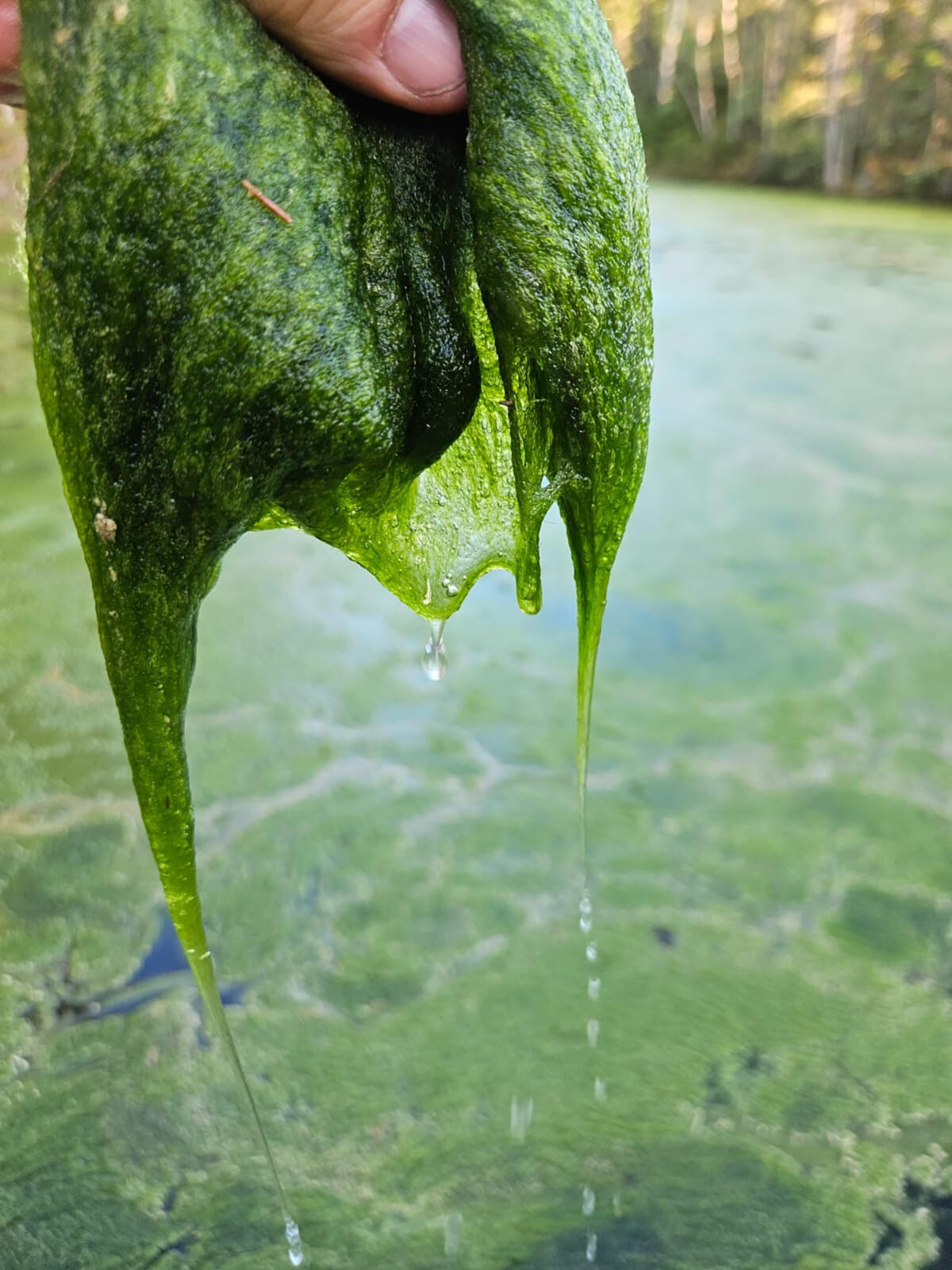 A hand holding up a blob of lake slime