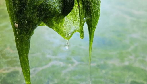 A hand holding up a blob of lake slime