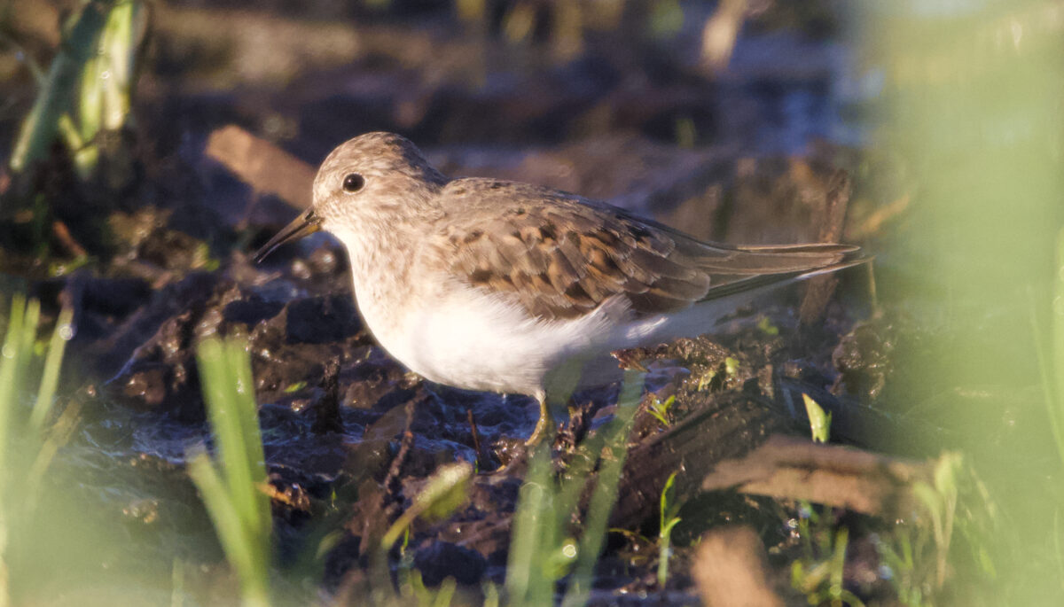 Temminck's stint bird in Victoria, B.C.