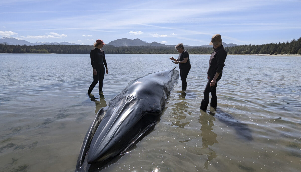 Port McNeill Bay, B.C.