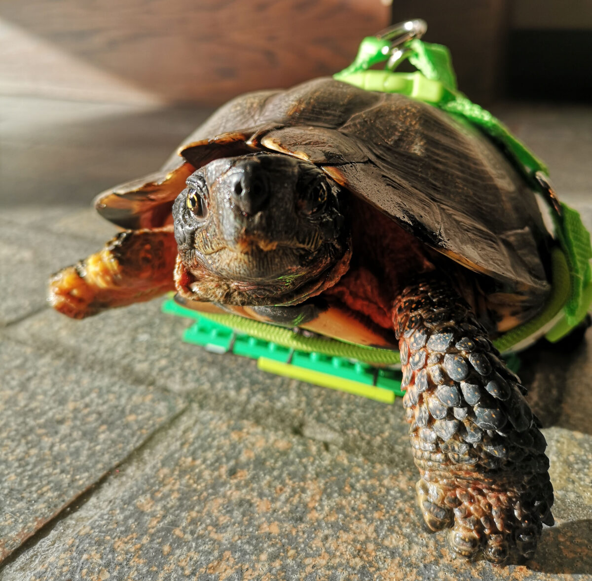 A photo of Root the wood turtle on his Lego mobility aid