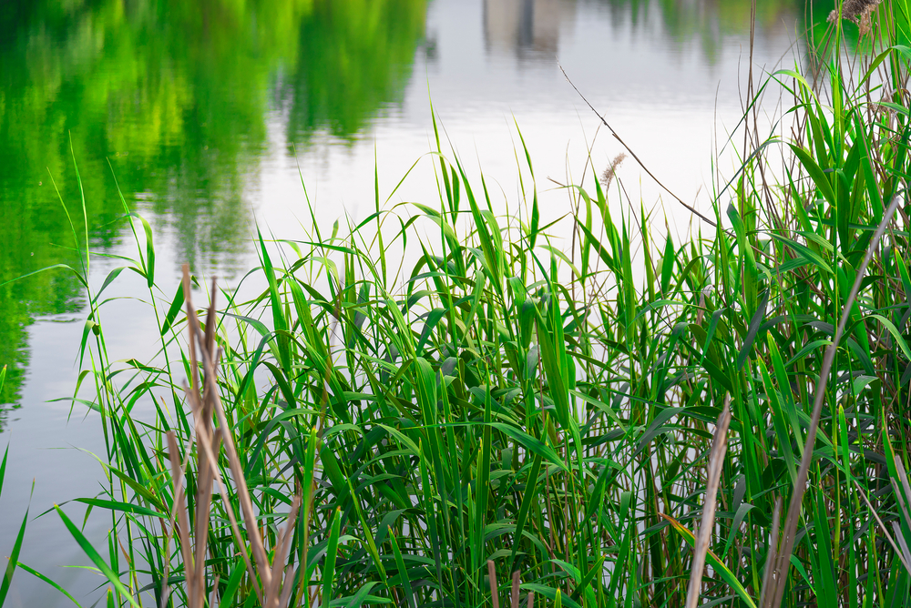 Reeds on a Lake