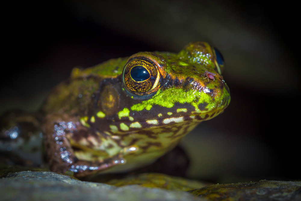 A close-up of a mink frog