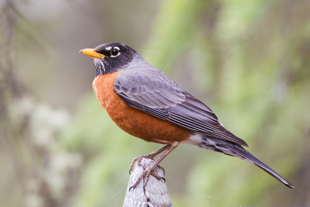 A male American robin perched on a tree branch
