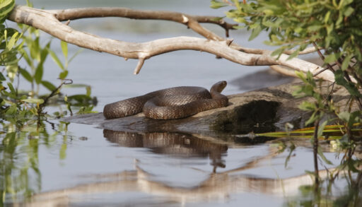 A watersnake basking on a rock