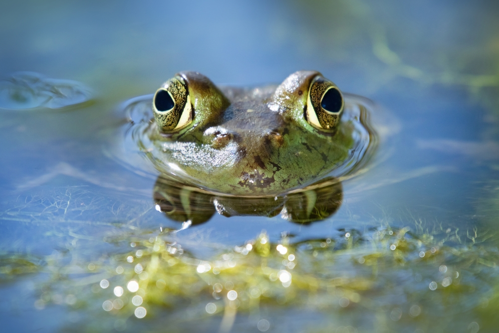 A half-submerged bullfrog
