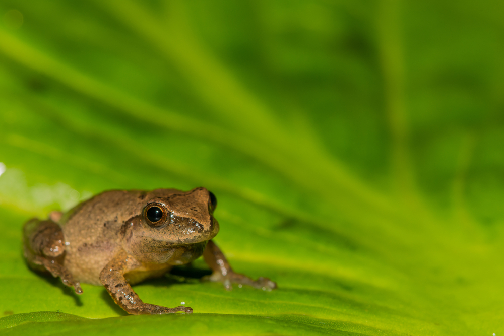A spring peeper on a leaf