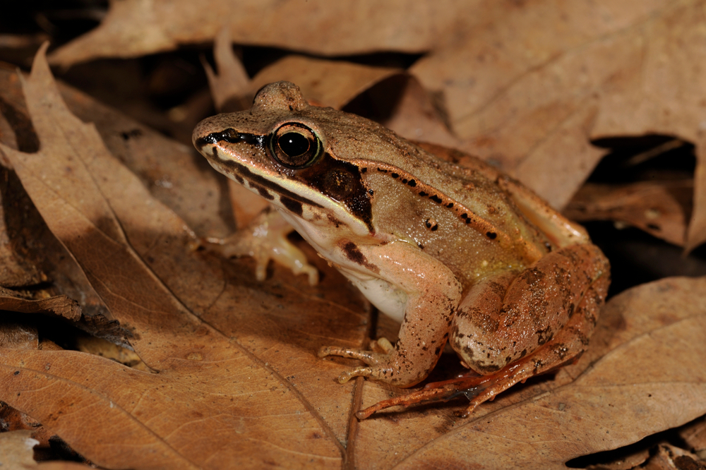 A wood frog sitting amid brown leaves
