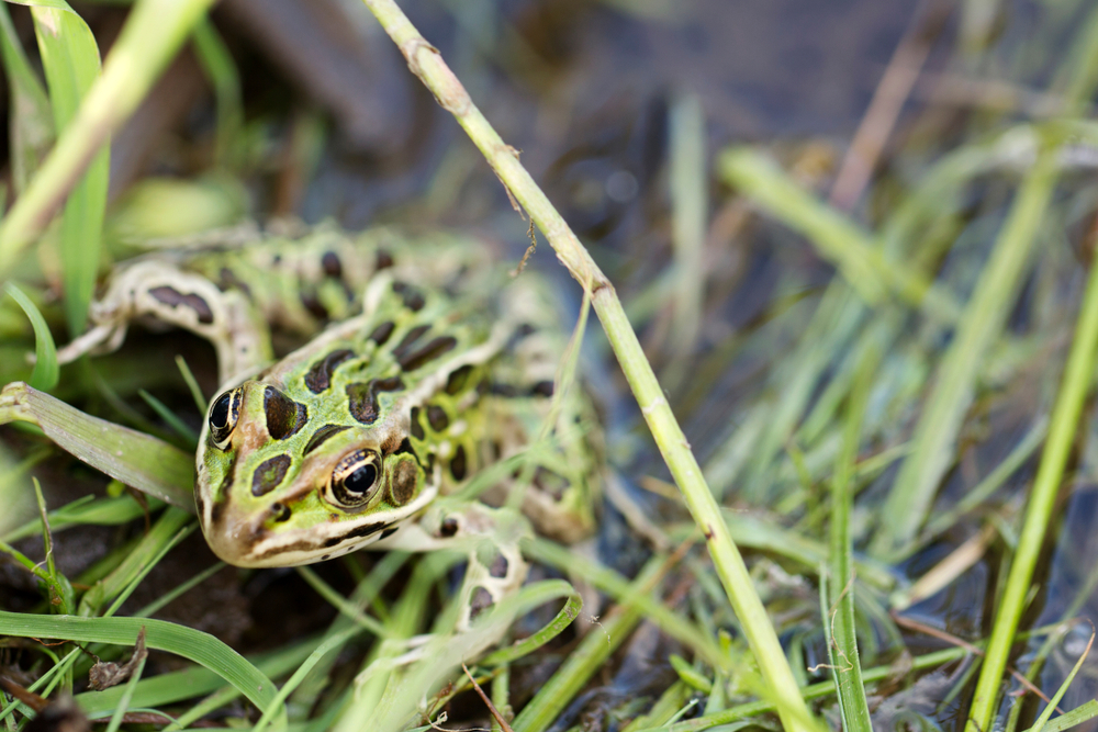 A leopard frog hiding in long grass