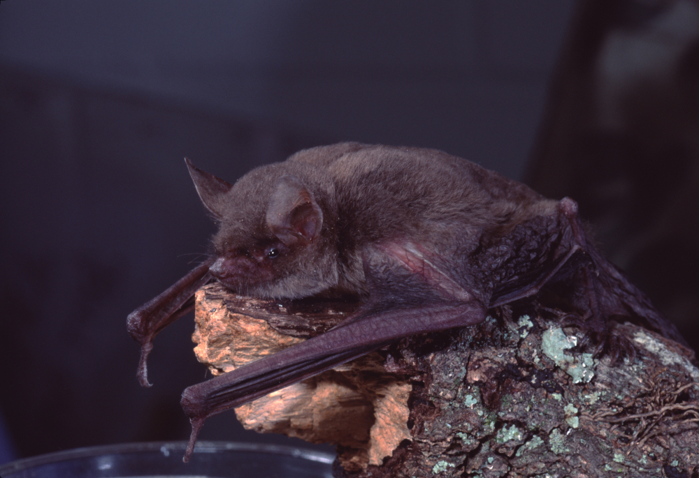 A little brown bat perched on a rock