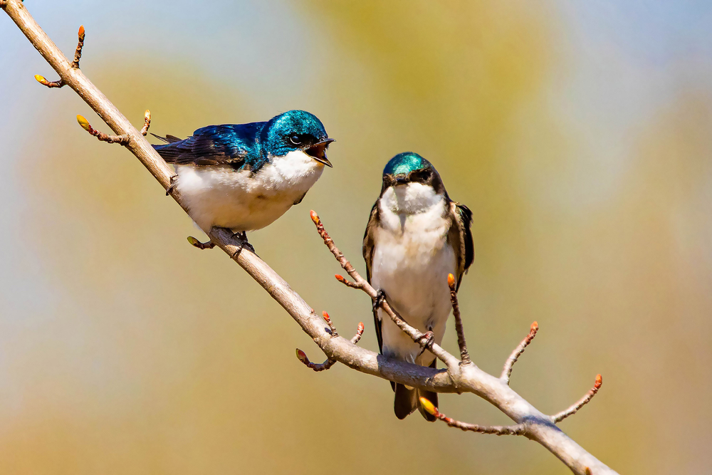 A pair of tree swallows perched on a branch