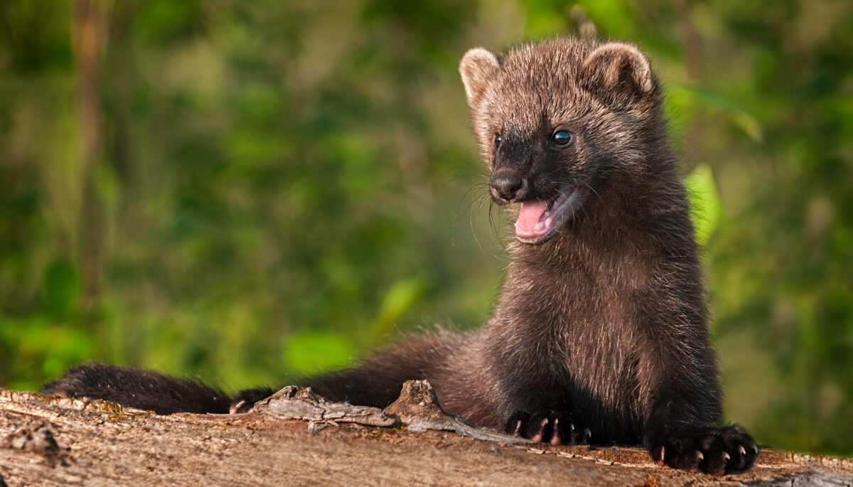 A young fisher assessing a log.