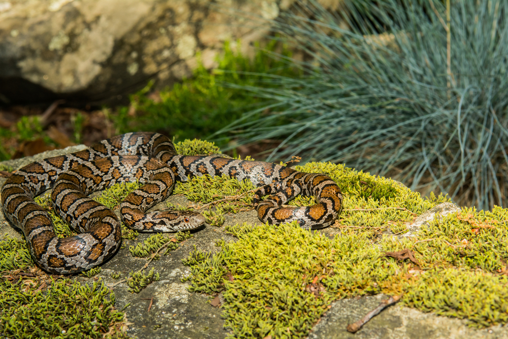 A milksnake on a bed of moss