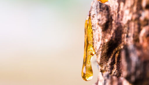 A drop of resin on a tree