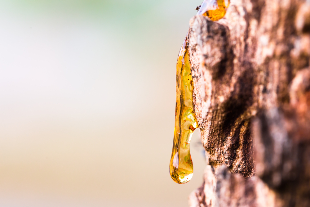 A drop of resin on a tree