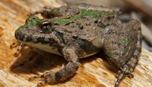 Extirpated Amphibian