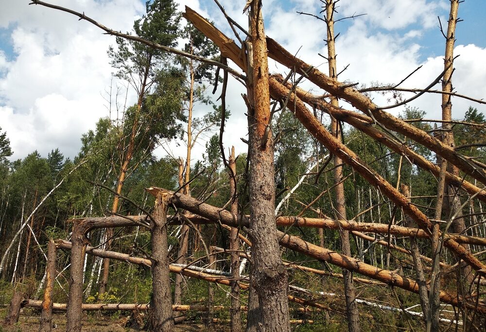 Northern Ontario Forest