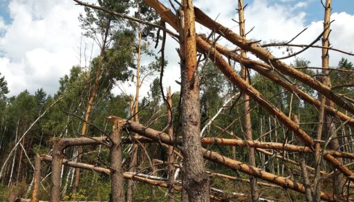 Northern Ontario Forest