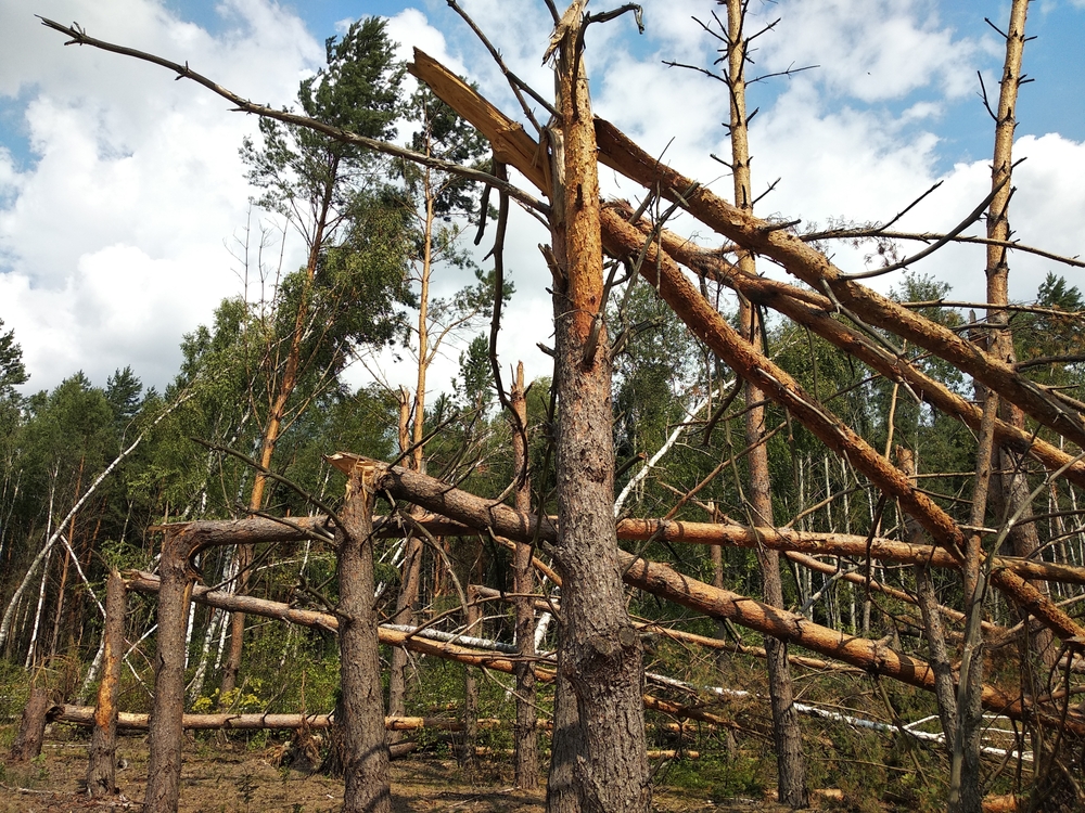 Northern Ontario Forest