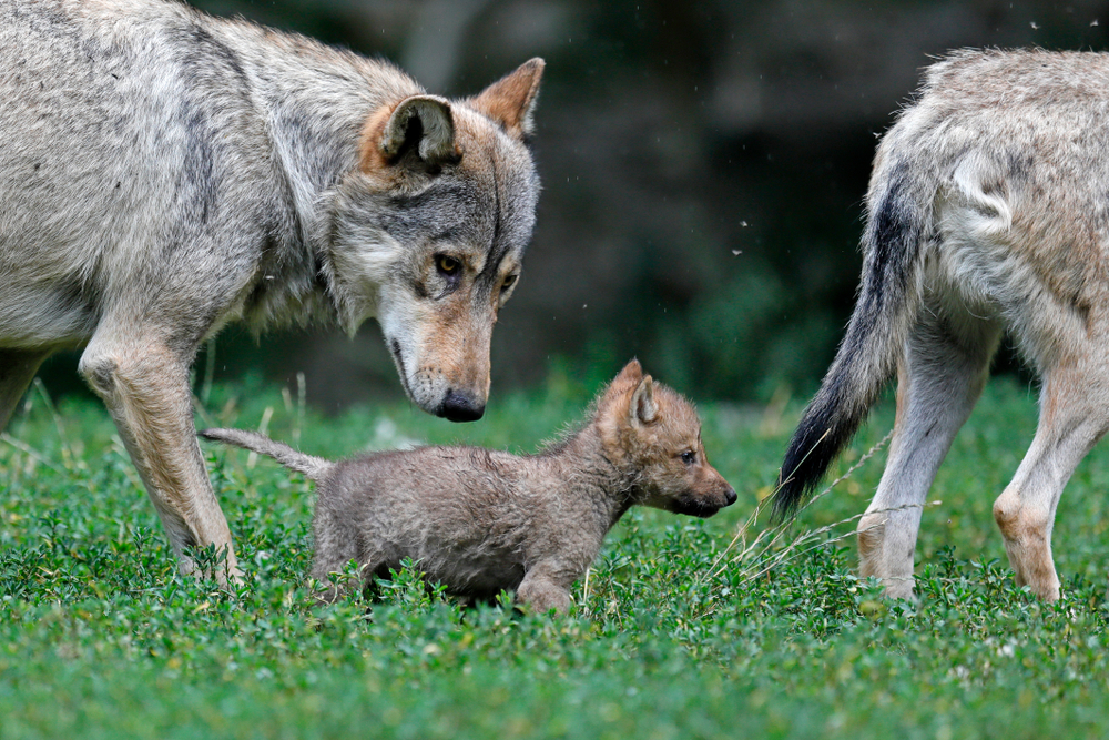 Two adult eastern wolves with a pup
