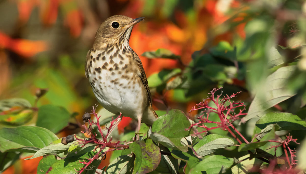 A male hermit thrush perched on a branch