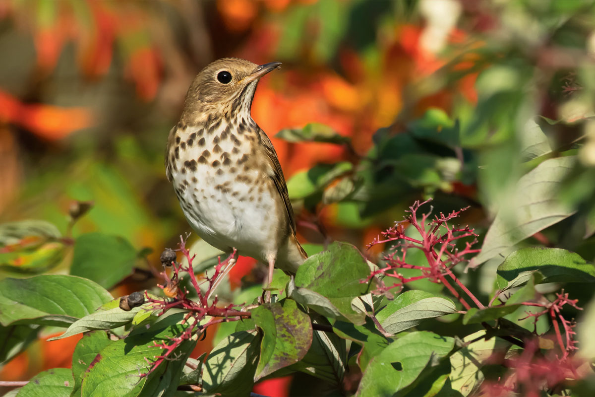 A male hermit thrush perched on a branch