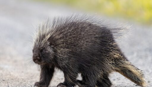 Wild porcupine in outdoor environment, crossing the Alaska Highway in summer time. Quills, feet and face in view.