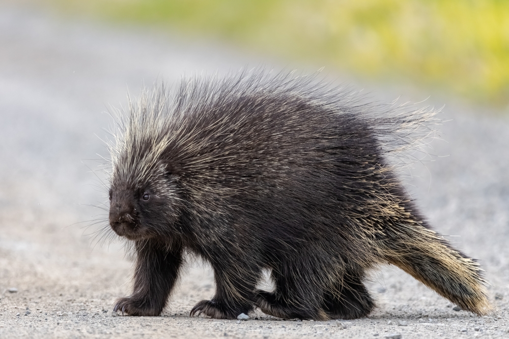 Wild porcupine in outdoor environment, crossing the Alaska Highway in summer time. Quills, feet and face in view.