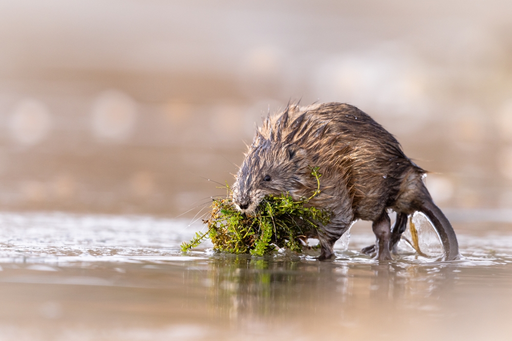 A muskrat carrying building materials in its mouth