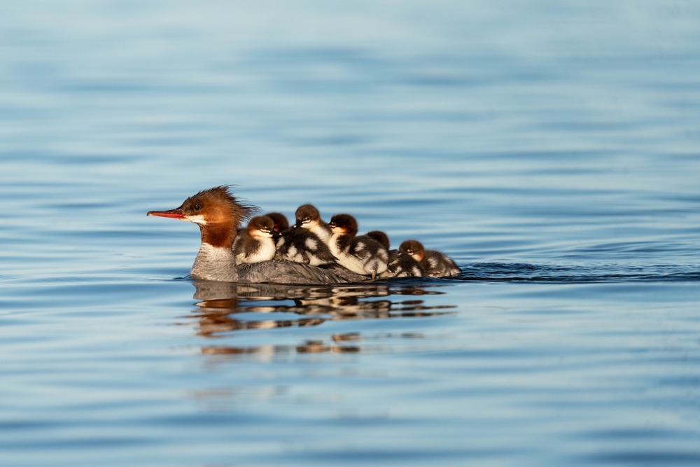 A common merganser with ducklings on her back