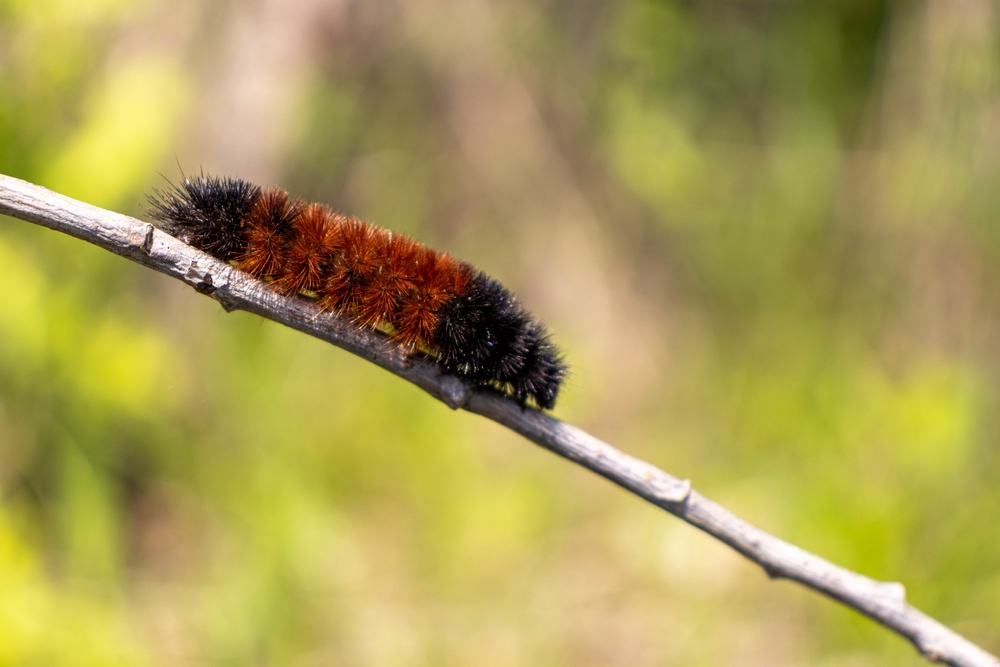 A woolly bear caterpillar crawling on a stick