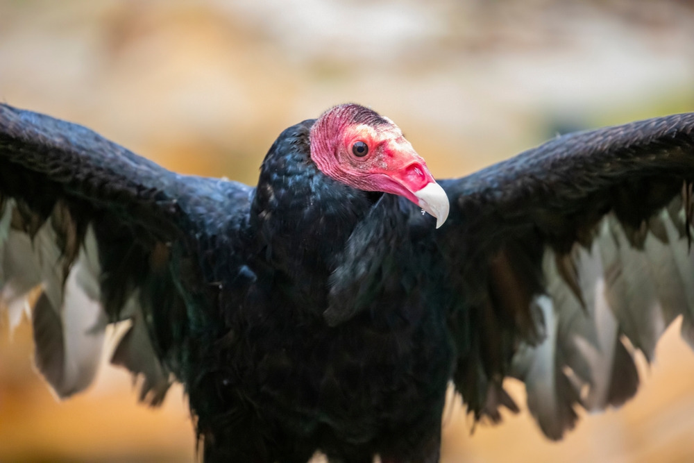 A turkey vulture spreading its wings