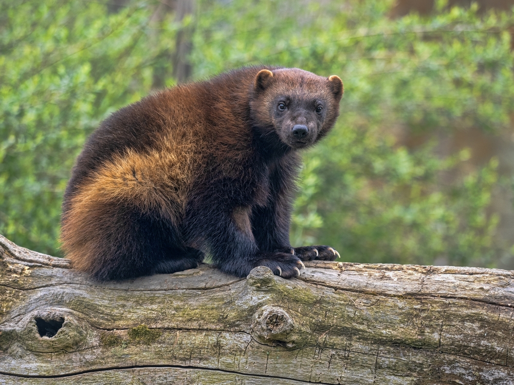 A wolverine sitting on a log