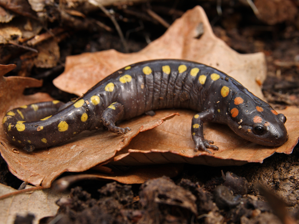 A spotted salamander on a leaf