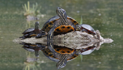 Two northern map turtles perched on a rock