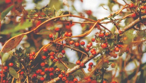 Fireberry hawthorn in the fall