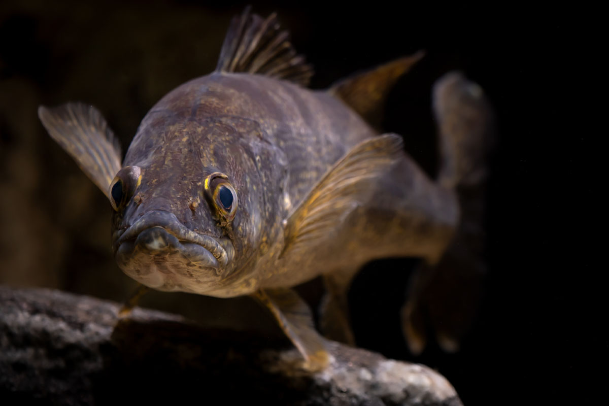 A walleye underwater