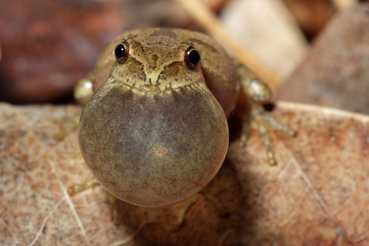 A spring peeper with its vocal sac inflated