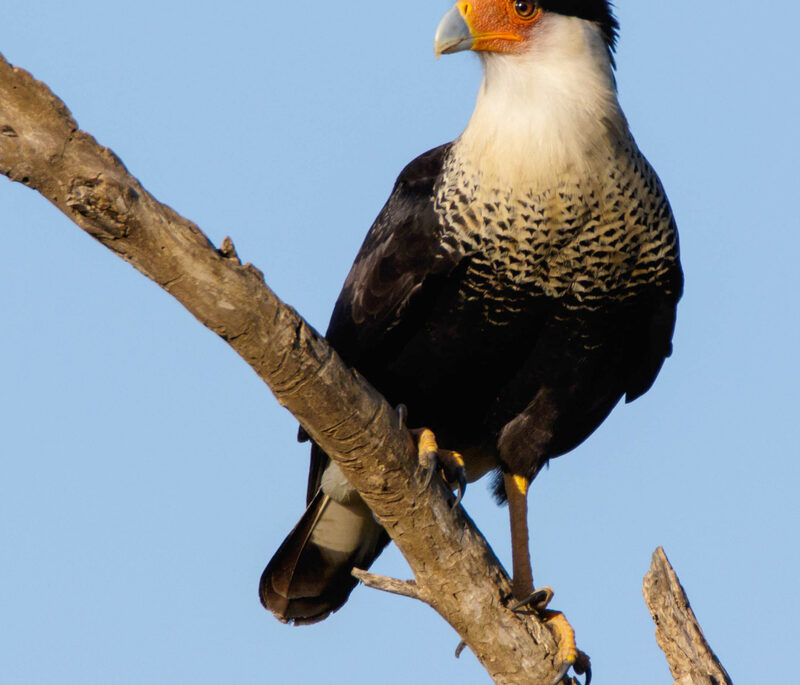South American Falcon